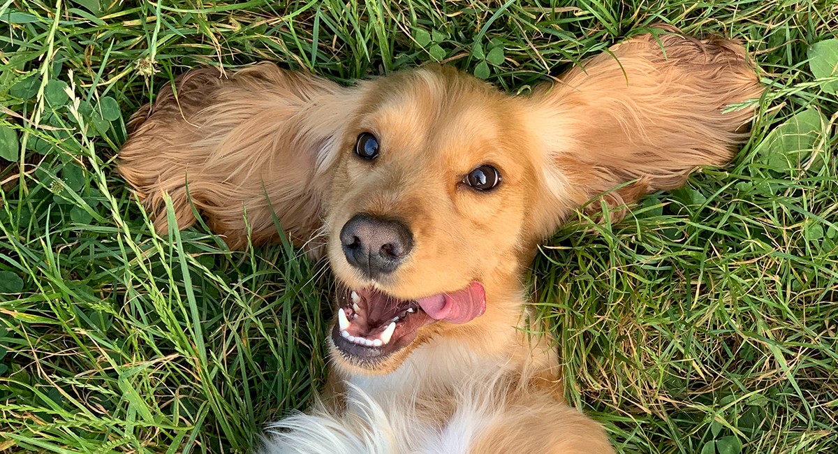 engaging_with_media-_sit-_stay-_and_dont_bite-hero