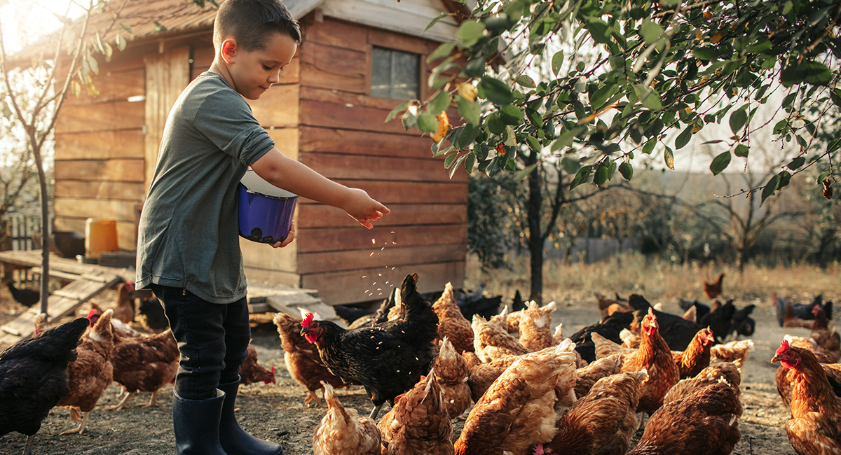 eggs101-slideshow-1200x650_copy